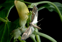Maruca-moth-and-cowpea-flower_Photo-Carl-Davies