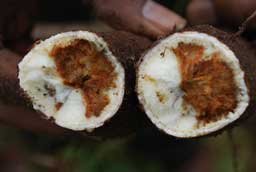 cassava-7