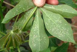cassava-8