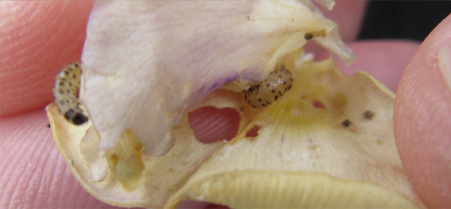 cowpea4