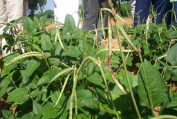 cowpea7