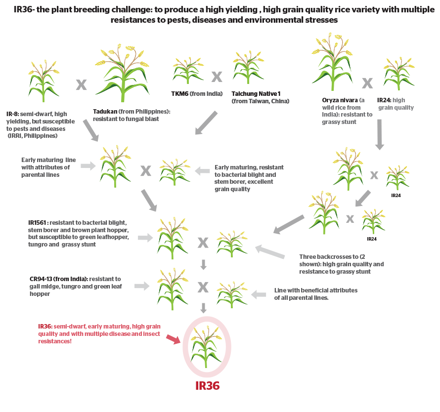 How-do-you-develop-a-new-crop-variety-by-conventional-breeding