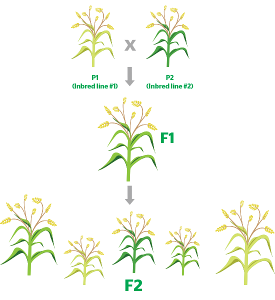 What-are-intraspecific-or-F1-hybrids