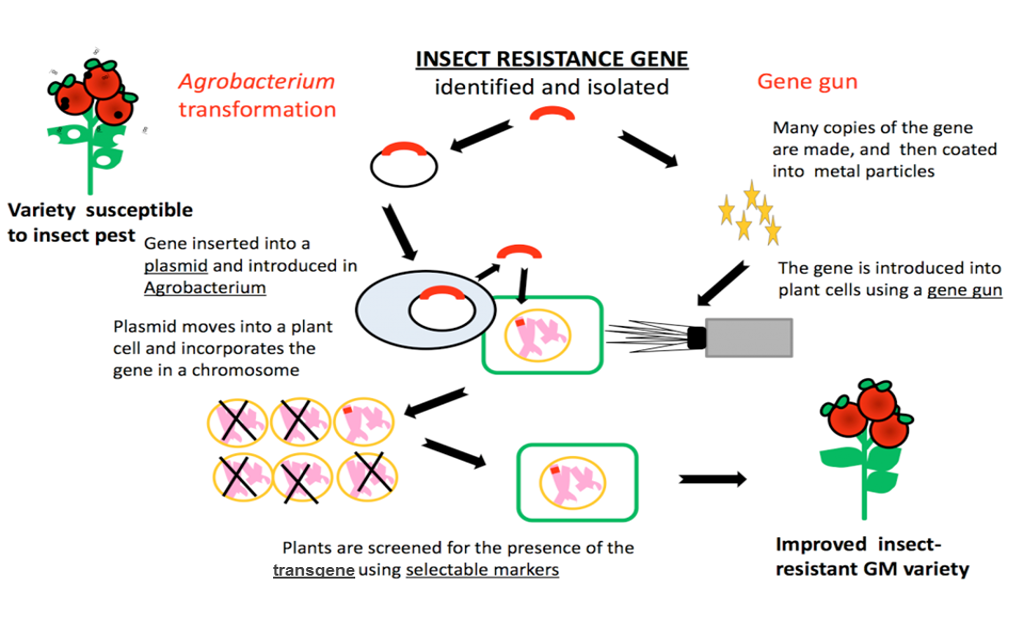 How-do-you-develop-a-new-crop-variety-by-genetic-modification1-1024x621