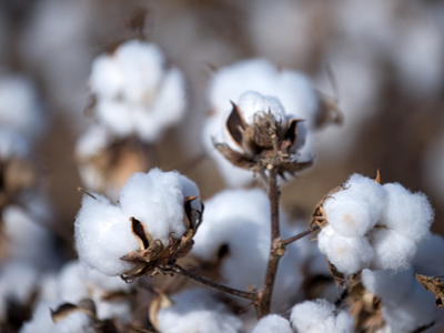 Crop Improvement & Management