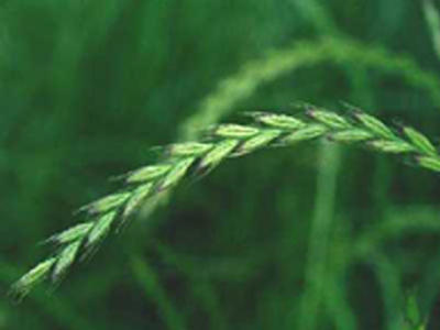 Genes and crops