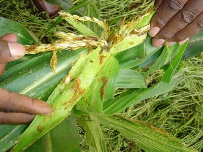 New plant technologies - What is Gene Stacking?